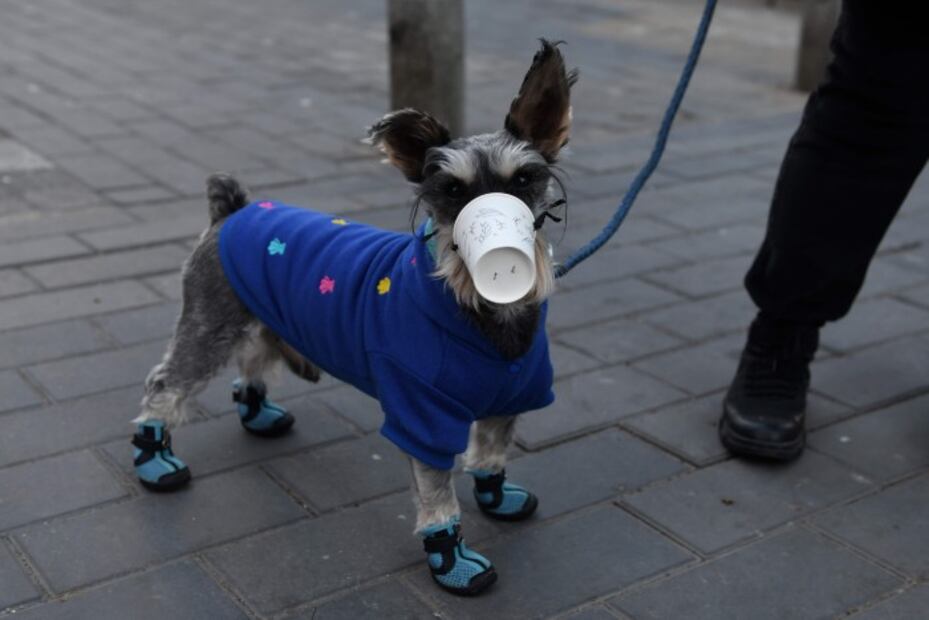 Se confirma el primer perro infectado de Coronavirus