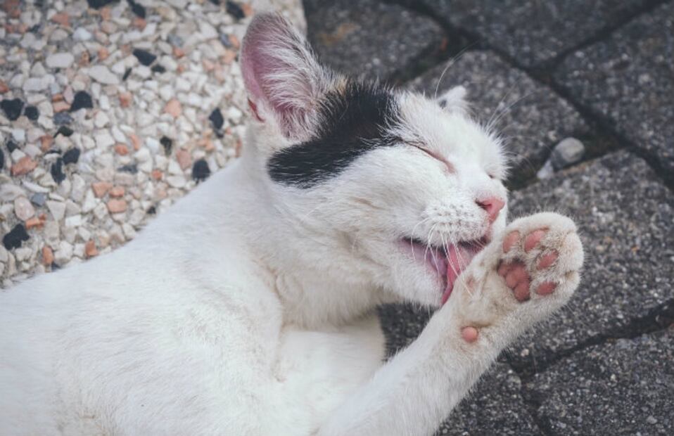 Garrapatas en perros y gatos y sus consecuencias