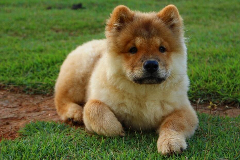 10 razas de perro que son pésimos nadadores