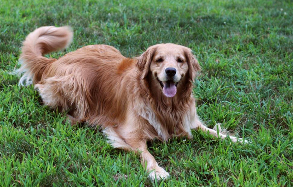 Las 10 colonias más pet-friendly de la CDMX
