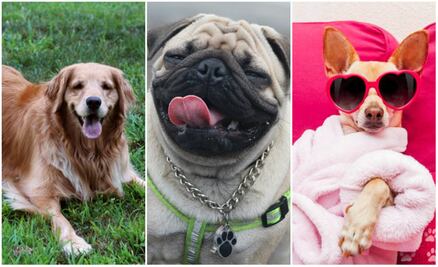 Las 10 razas de perros más populares en el mundo