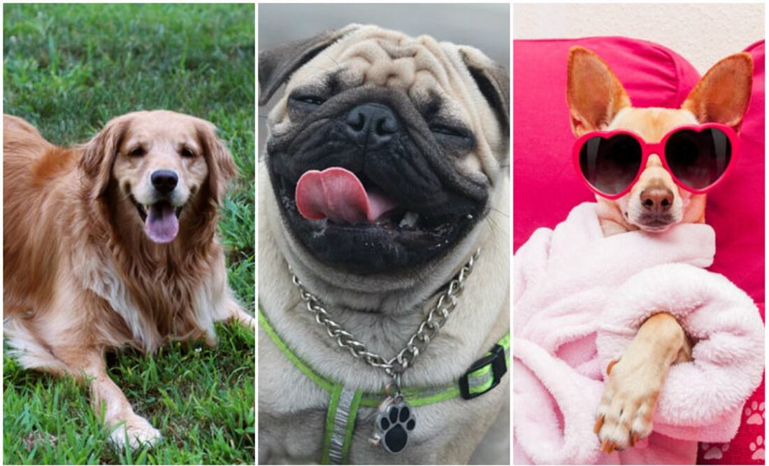 Fotos: iStock y Pixabay