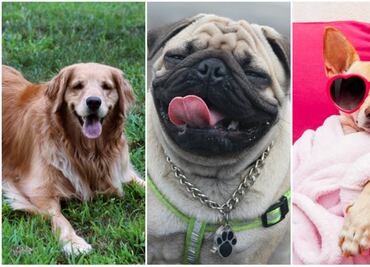 Las 10 razas de perros más populares en el mundo