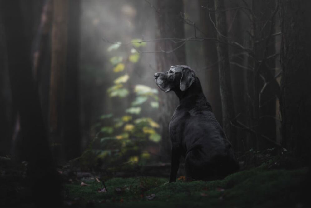 "Los perros vienen en diferentes formas, tamaños y colores. Pero su corazón está lleno de amor ", Monica van der Maden(Países Bajos).