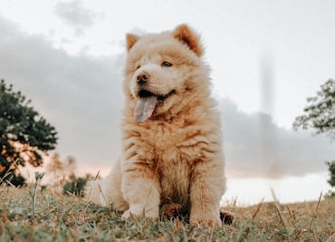 Las 5 razas de perros que parecen osos por su tamaño y pelaje