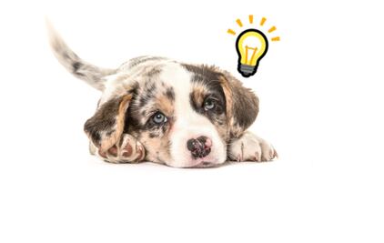 Las 10 razas de perros más inteligentes del mundo