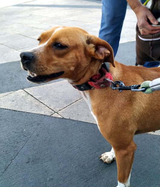 Los 10 nombres y razas de perro más populares entre los mexicanos 