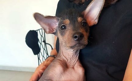 10 formas para decirle a tu perro que lo quieres