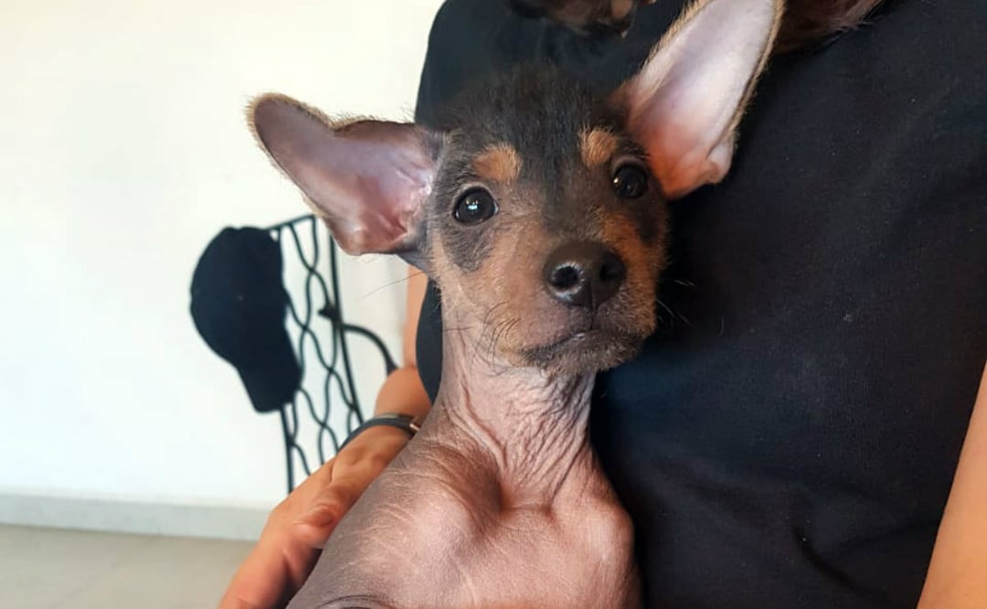 Foto: Germán Sánchez/ De10.mx