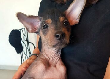 10 formas para decirle a tu perro que lo quieres