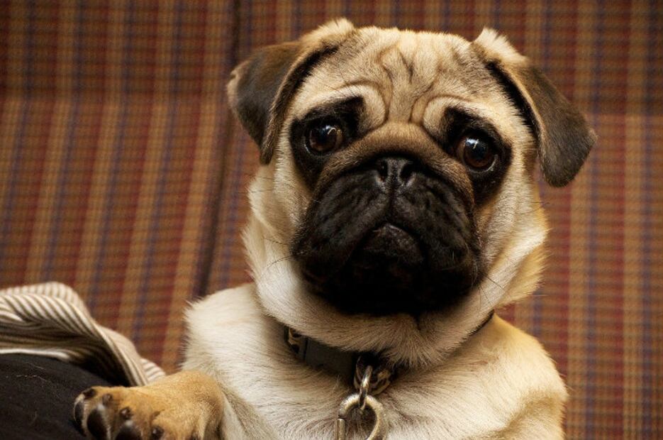 Mi perro ronca… ¿es normal?