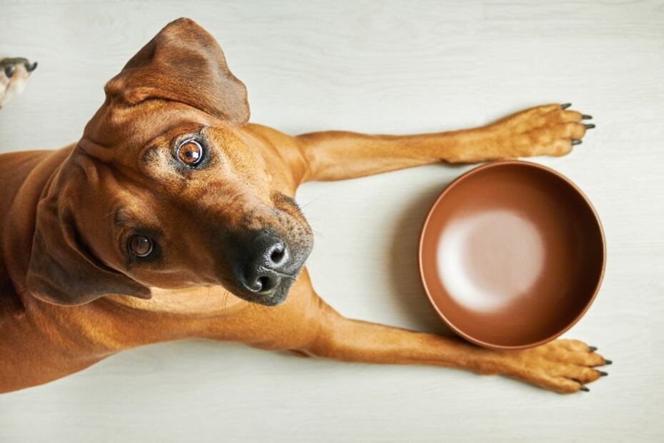 La mala higiene en los platos de tu perro podría afectar la salud de tu familia