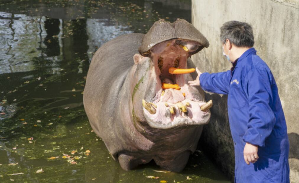 La crítica situación de los animales en los zoológicos por el coronavirus