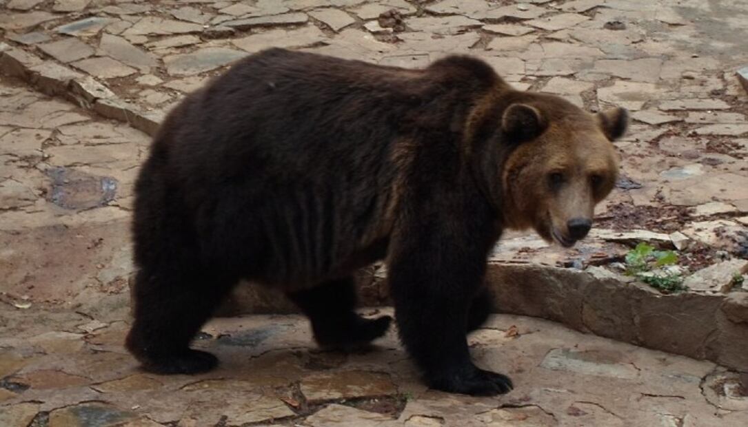5 animales silvestres que se comen en China