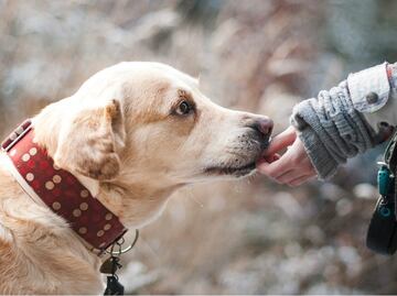 Chocolate, el alimento que puede ser mortal para los perros