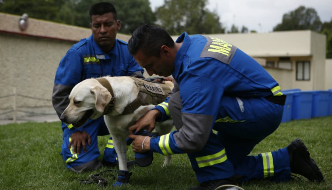 “Mazapán” y otros perros mexicanos con mucha actitud 