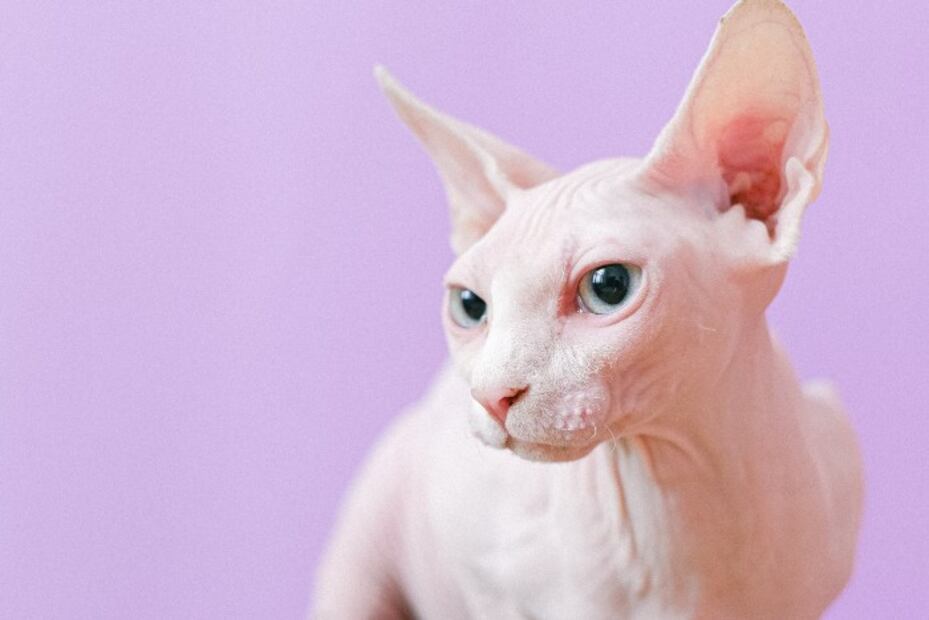 10 cuidados especiales que necesitan los gatos sin pelo