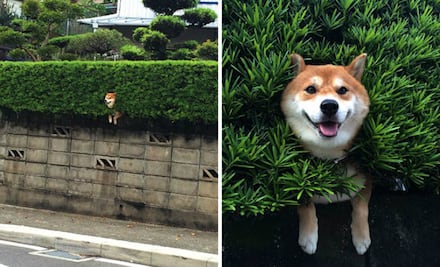 10 perros que se quedaron atorados en su intento de escape