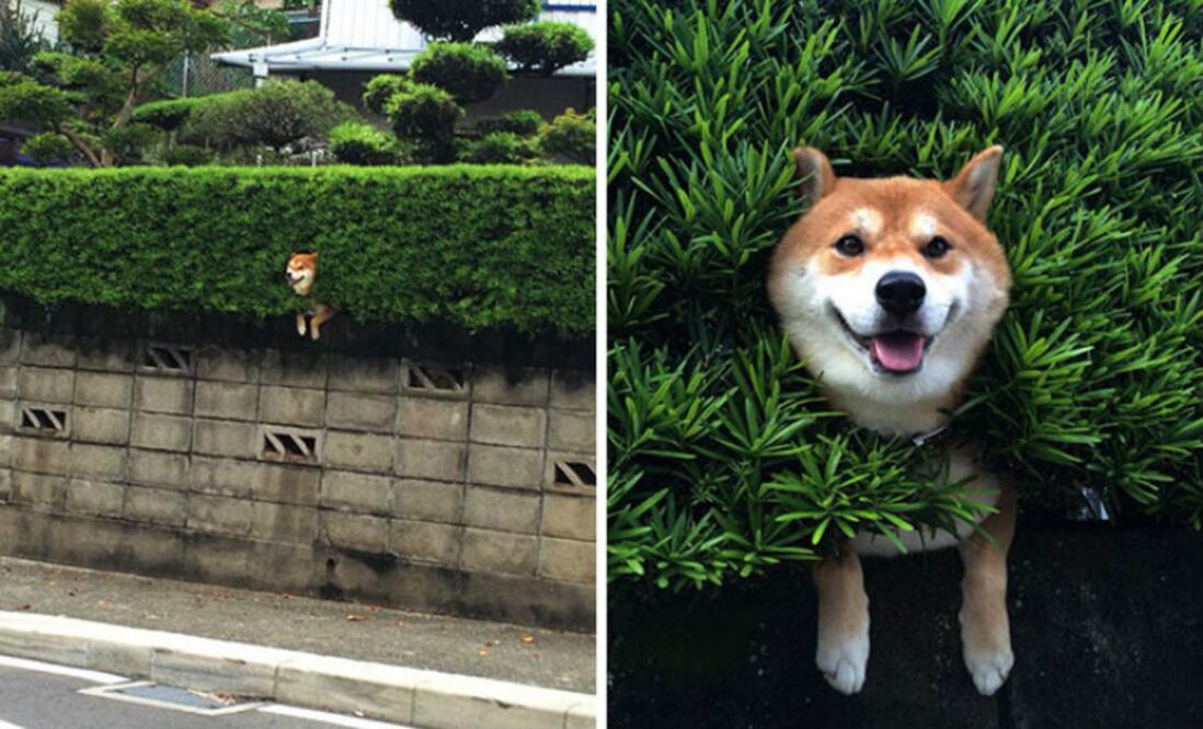 Foto: Twitter @yamamochi223