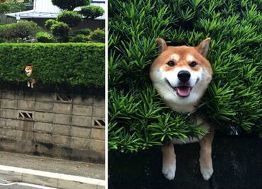 10 perros que se quedaron atorados en su intento de escape