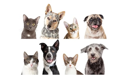 Conoce los beneficios de esterilizar a tu mascota: perro o gato