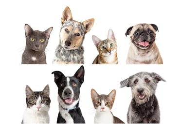 Conoce los beneficios de esterilizar a tu mascota: perro o gato