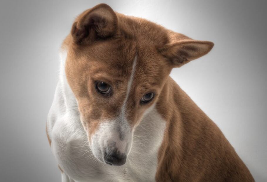 El genoma del “perro que no ladra” clave de la evolución canina 