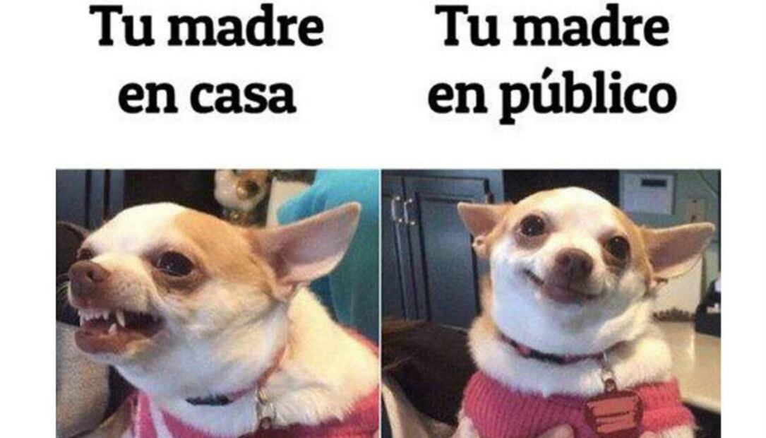 Estudio revela que perros chihuahuas son más agresivos que los pitbulls