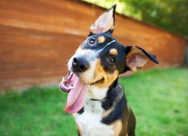 ¡No regales animales!