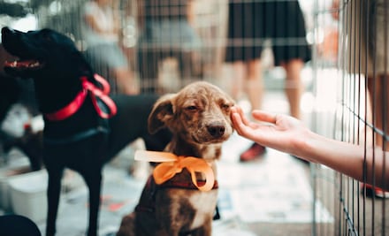 Los perros callejeros en México necesitan más héroes