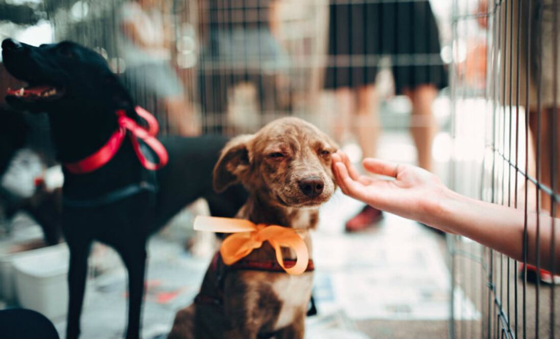 Foto cortesía de DogHero