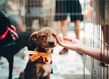 Los perros callejeros en México necesitan más héroes