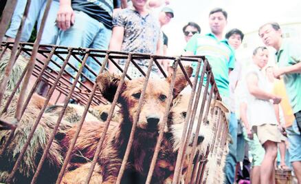 5 países que permiten la brutal caza de animales