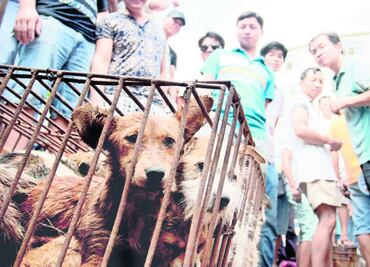 5 países que permiten la brutal caza de animales