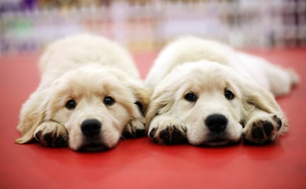 3 influencer que clonaron a sus mascotas para no perder seguidores ni dinero