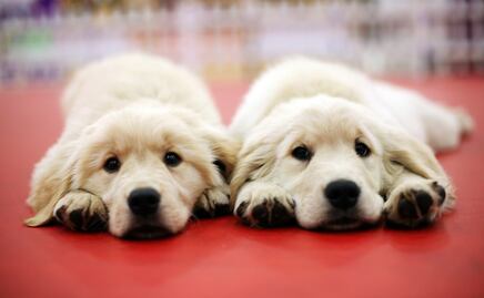 3 influencer que clonaron a sus mascotas para no perder seguidores ni dinero