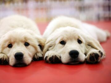 3 influencer que clonaron a sus mascotas para no perder seguidores ni dinero