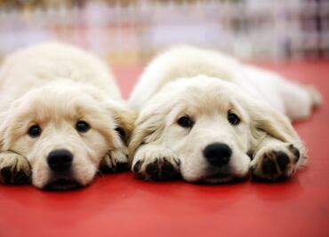 3 influencer que clonaron a sus mascotas para no perder seguidores ni dinero