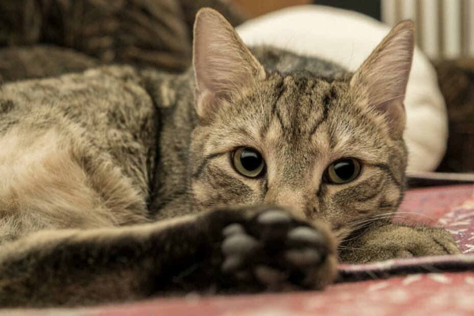 Gatos: 10 inesperados datos sobre las patitas de tu minino