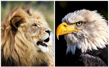 ¿Qué son y en qué consisten los Derechos de los Animales? 