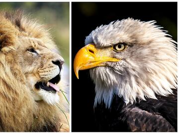 ¿Qué son y en qué consisten los Derechos de los Animales?
