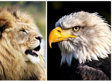 ¿Qué son y en qué consisten los Derechos de los Animales?