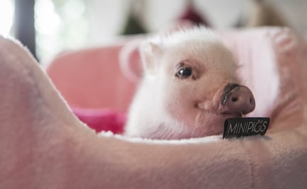 Mini pigs: 10 cosas que debes saber sobre estas mascotas