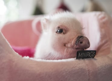 Mini pigs: 10 cosas que debes saber sobre estas mascotas