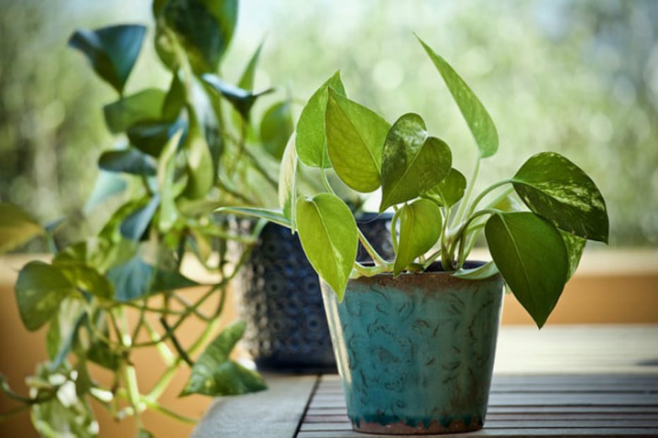 5 plantas que la NASA recomienda para purificar el aire en tu casa