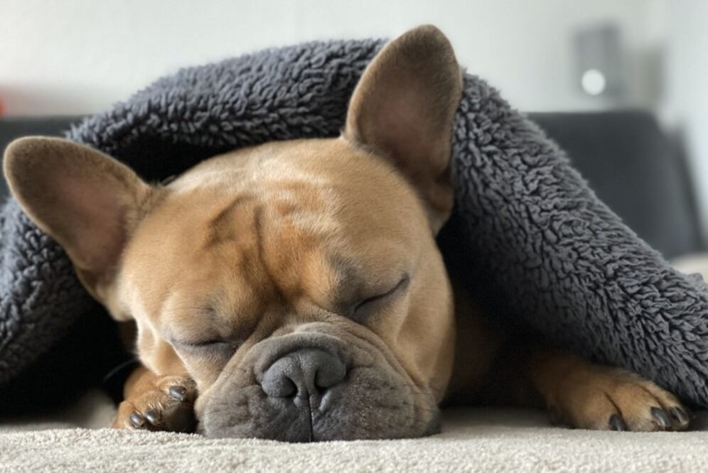 Normalmente son tranquilos y tienen la ventaja de que su pelaje tampoco requiere grandes cuidados. Lo único que deberías tomar en cuenta es que también tienen hocico chato, así que pueden colapsar con el calor excesivo. (Foto: Mylene2401 en Pixabay)
