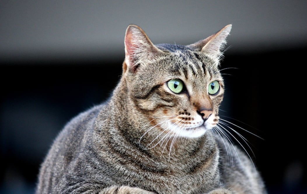 Foto: Adrian Khoo en Pixabay