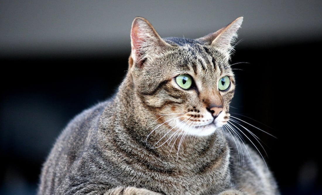 Foto: Adrian Khoo en Pixabay