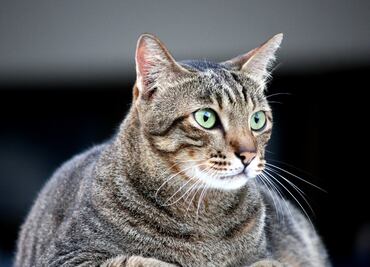 Los hábitos y conductas de los dueños provocan obesidad en sus gatos