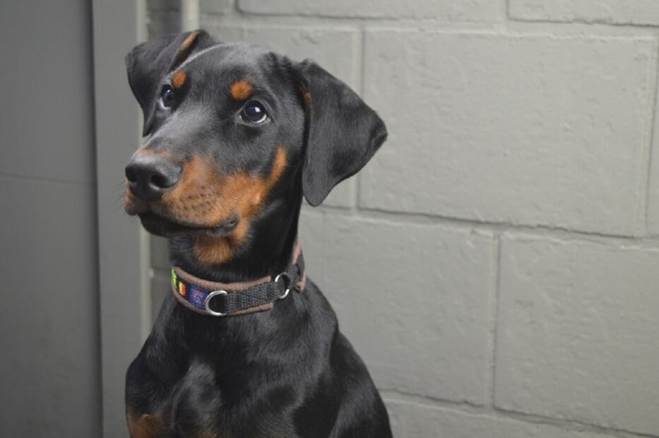 Las 10 razas de perro más fáciles de entrenar 